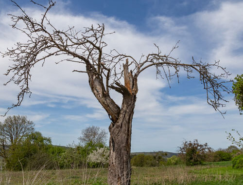 magnolia-featured-500